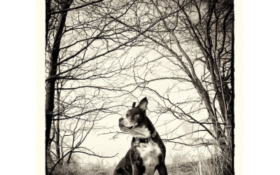 Otto in the Trees