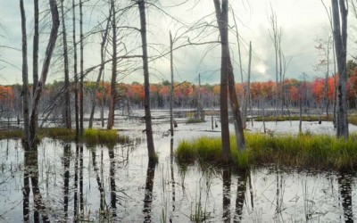 Mossy Wood Marsh