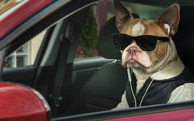 Doggy Driver