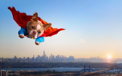 Super Obie - Hero Of Dogtropolis