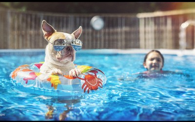 Pool Pup Chillin!