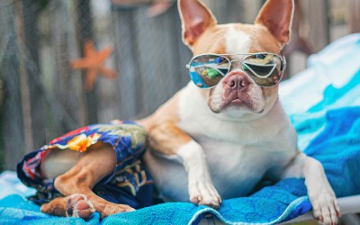 Pool Pup Lounging