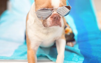 Pool pup