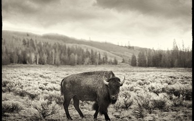 Teton Buffalo