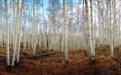 Aspen Trees Routt National Forrest